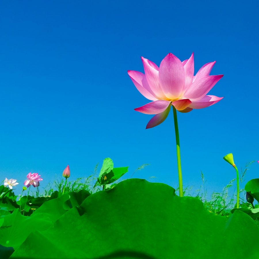 Bright Lotus Flower