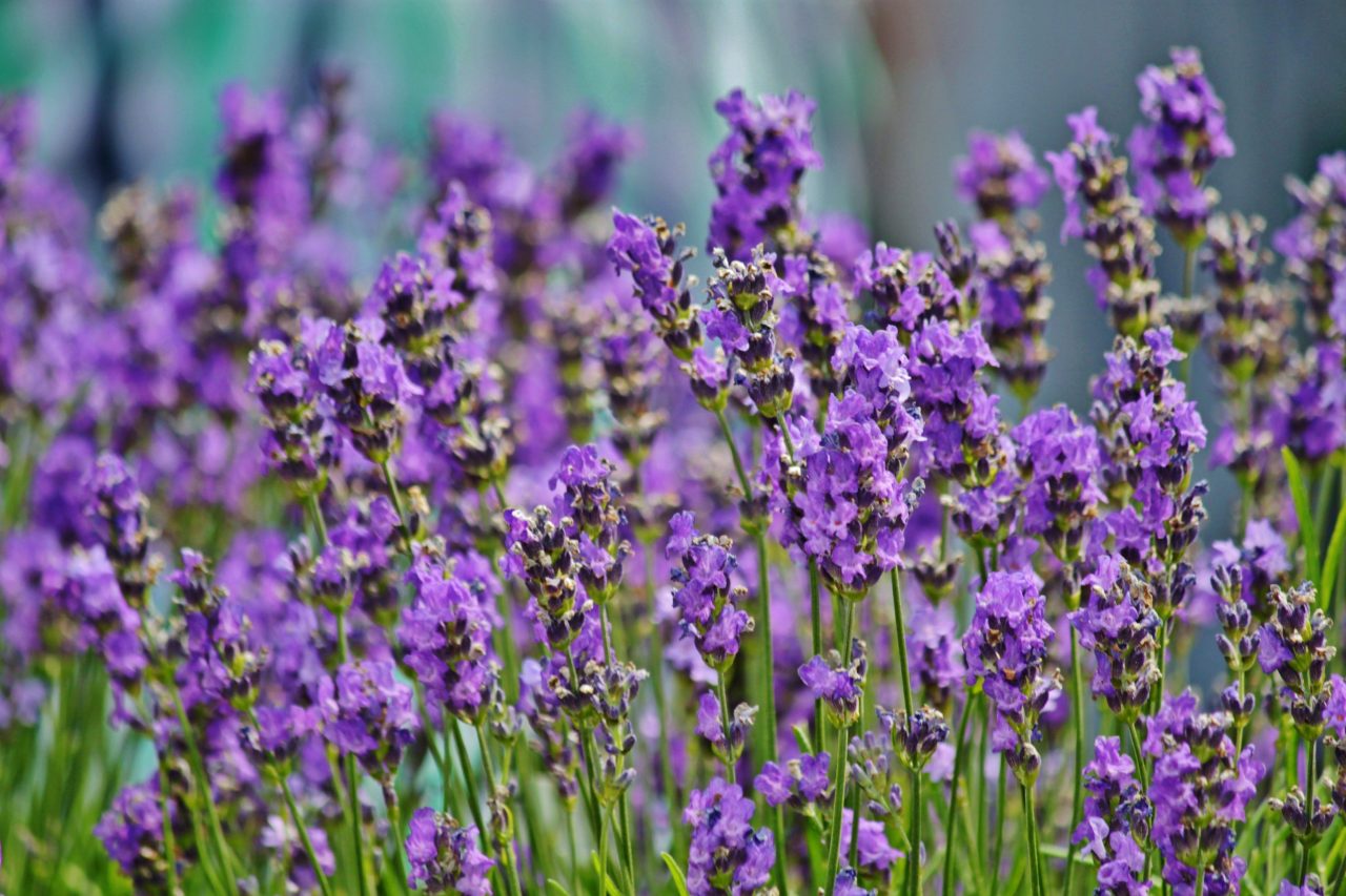 Lavender Flowers