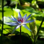 Lilypad Flower