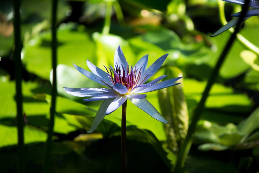 Lilypad Flower