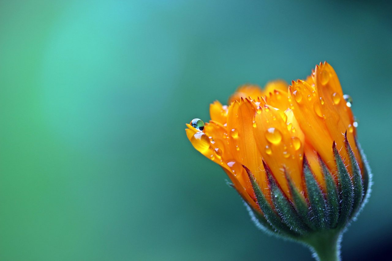 Marigold Serenity