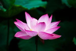 Pink Lotus Flower