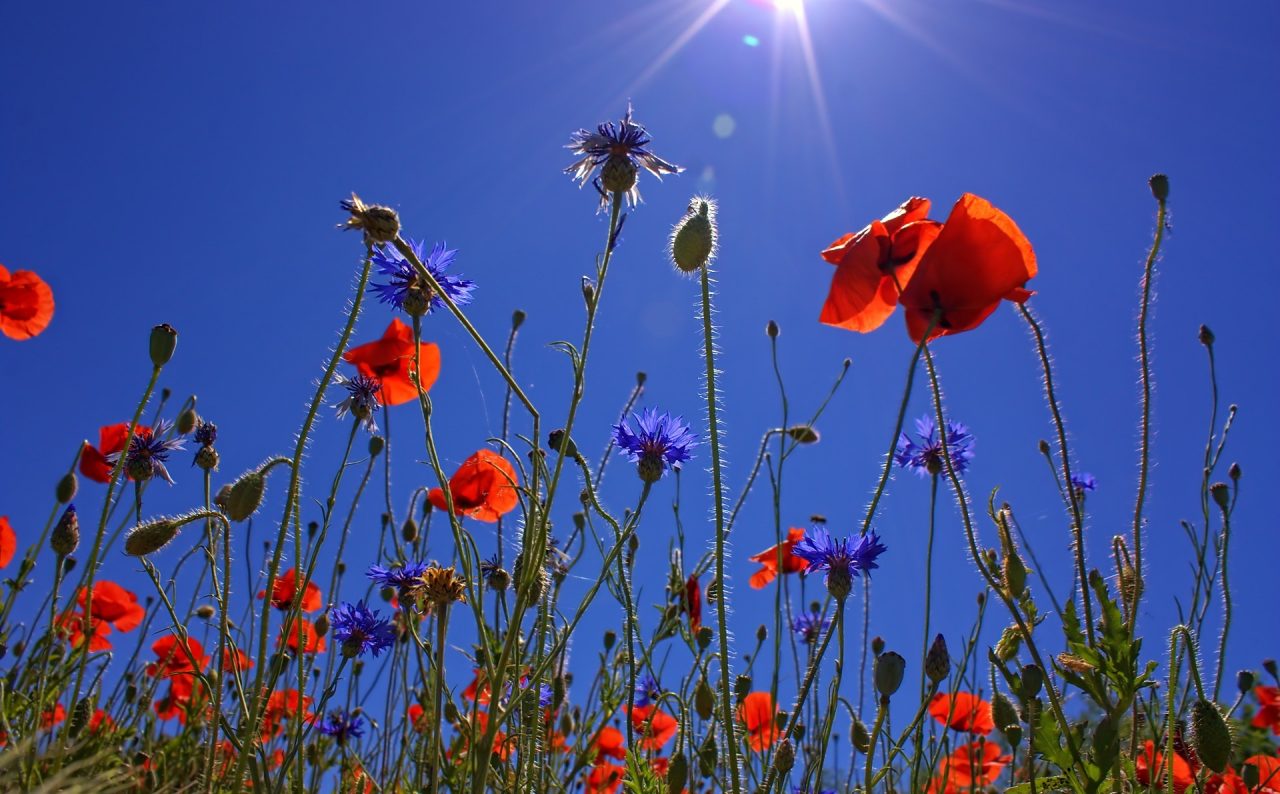 Poppy Field