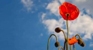 Poppy Sky