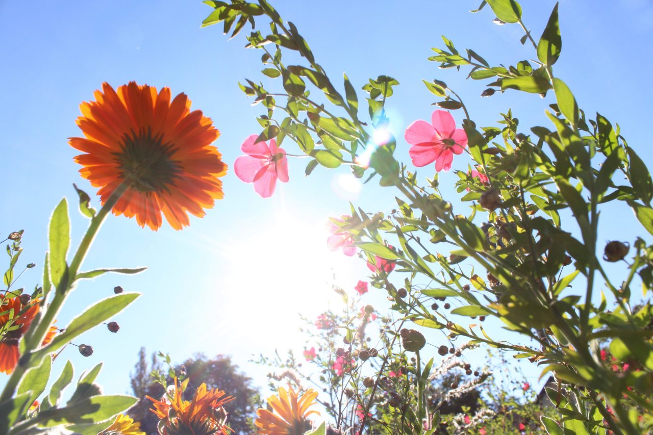 Therapeutic Wild Flowers